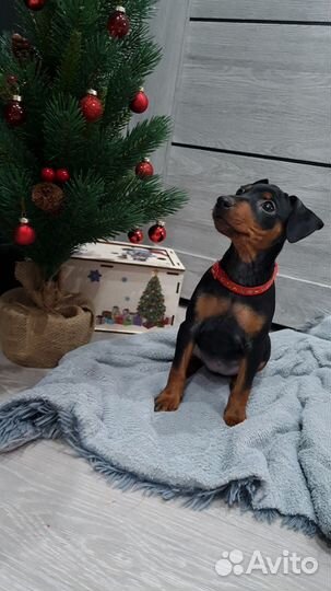 Щенки цвергпинчера с документами