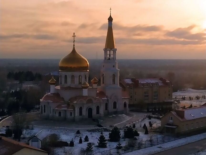 Ожереловый попугай птенцы