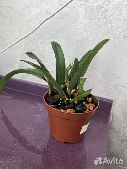 Орхидея катлея