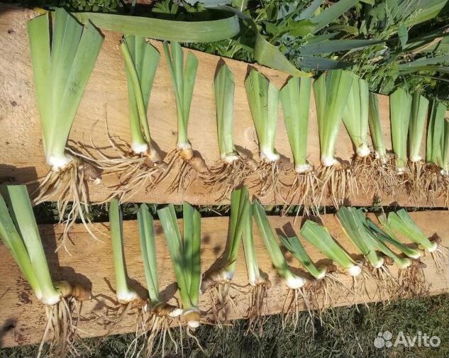 Ирис бородатый белый