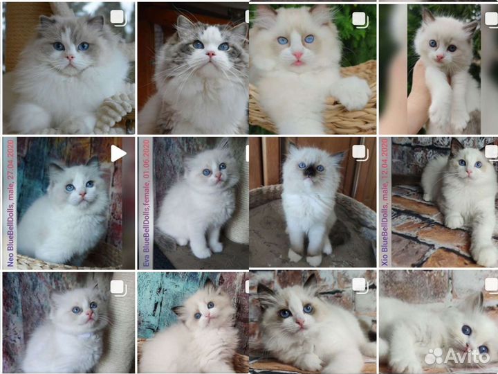 Котята рэгдолл, с документами