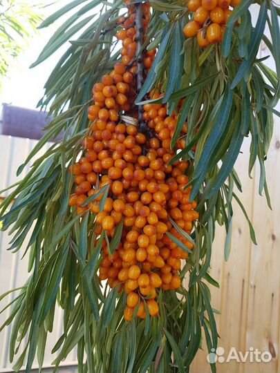 Саженцы облепихи