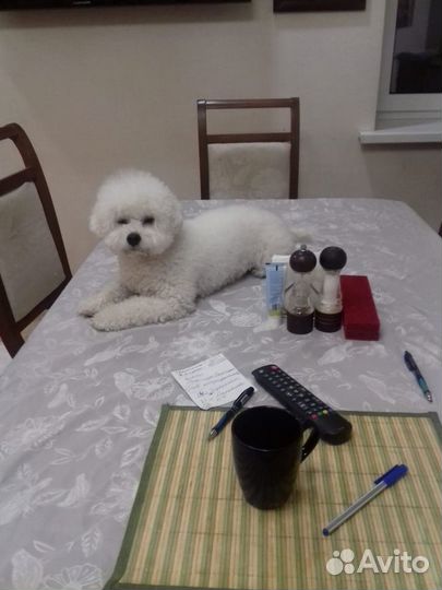 Передержка для кошек и собак