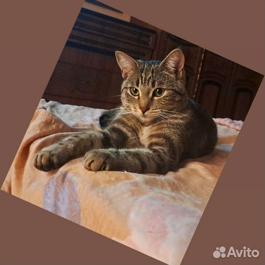 Кошка в дар