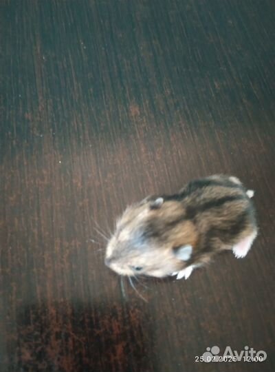 Джунгарский хомяк