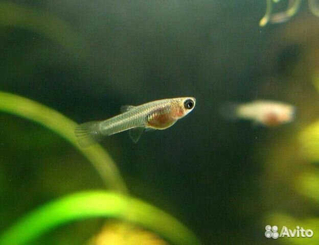 Гуппи — пресноводная живородящая рыбка