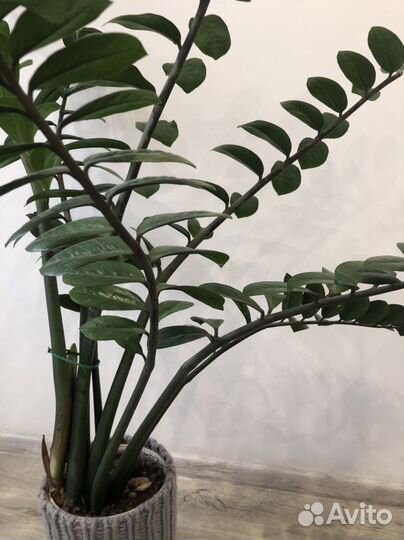 Замиокулькас, долларовое дерево