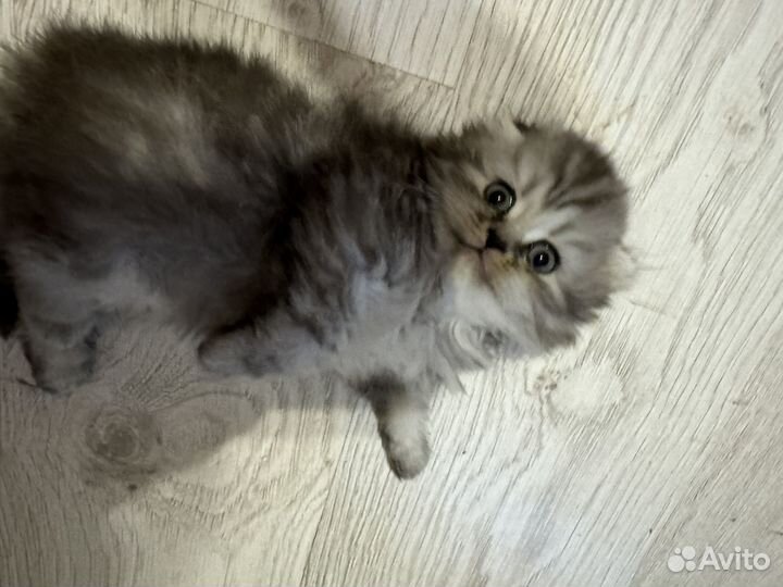 Шотландская