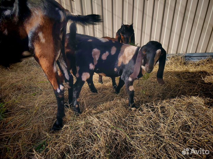 Продажа козлят