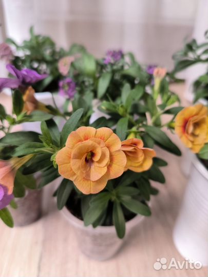 Черенки вегетативной калибрахоа, алиссума, лобелии