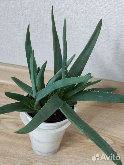 Граптоседум, хавортия, алоэ