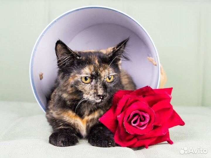 Кошечка в добрые руки,4,5 месяца