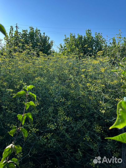 Укроп для засолки