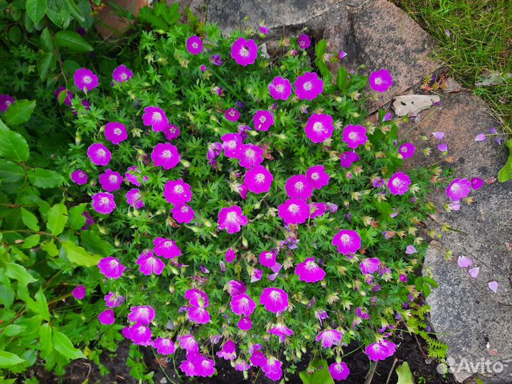 Садовый многолетник