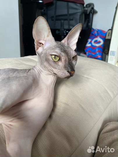 Донской сфинкс девочка вязка