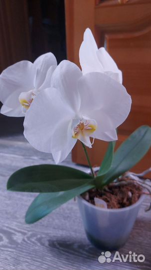 Орхидея фаленопсис