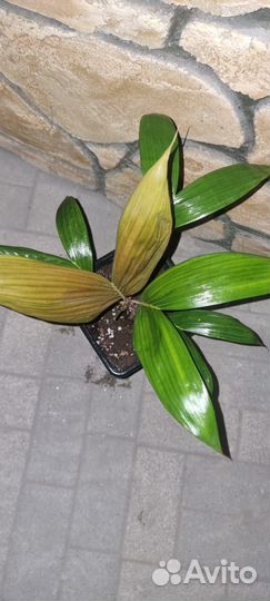 Салак/экзотические растения