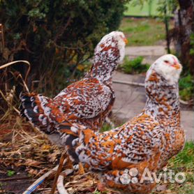 Разведение орловских ситцевых кур в домашнем подворье