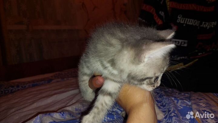 Кошки в добрые руки бесплатно