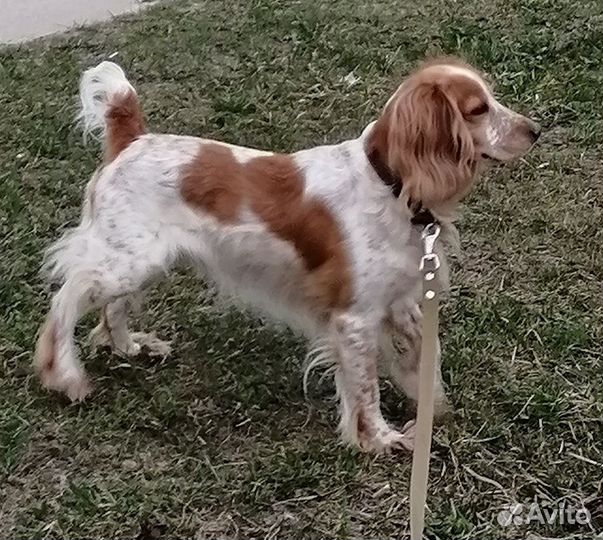 Вязка, русский спаниель