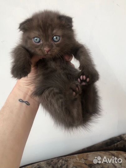 Котенок вислоухий