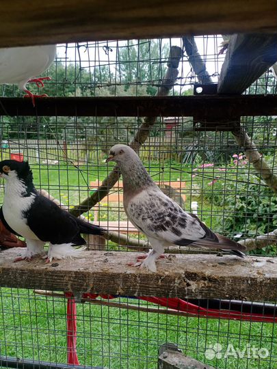 Гонные голуби из деревни