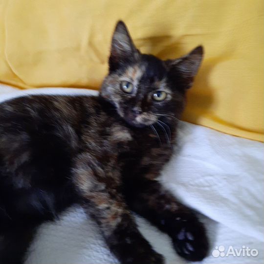 Отдам котенка