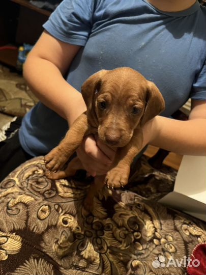 Щенки таксы