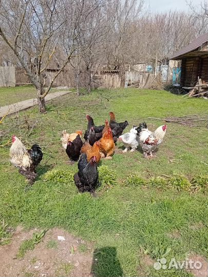 Инкубационное яйцо брама