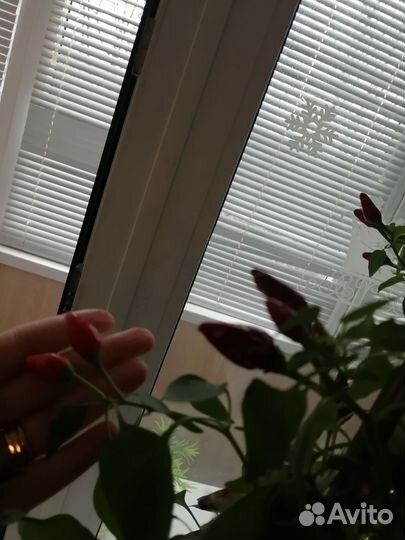 Мини очень острый перчик ростки