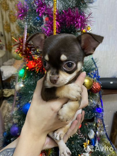 Вязка чихуахуа мальчик