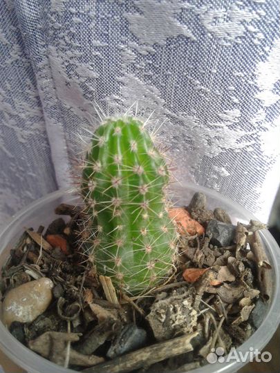 Кактусы и суккуленты