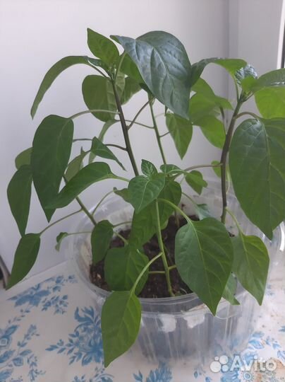 Рассада помидор и перцев