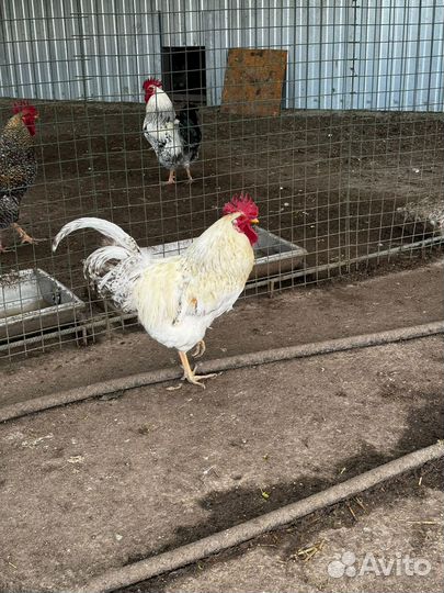 Петухи домашние