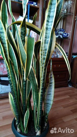 Сансевиерия Щучий хвост 90см