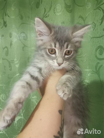 Кошка мышеловка