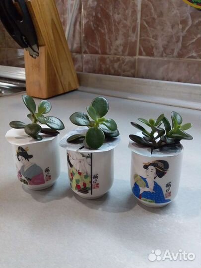 Толстянка (денежное дерево), три шт