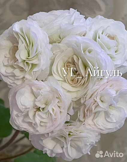 Пеларгония ди Краса России,та-Парижанка и др