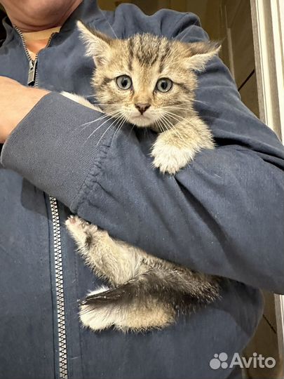 Котята подкидыши