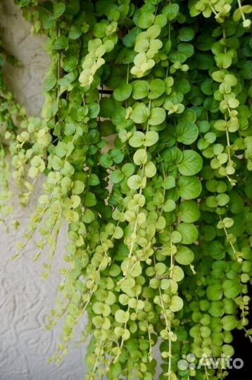 Ампельные, почвопокровные растения