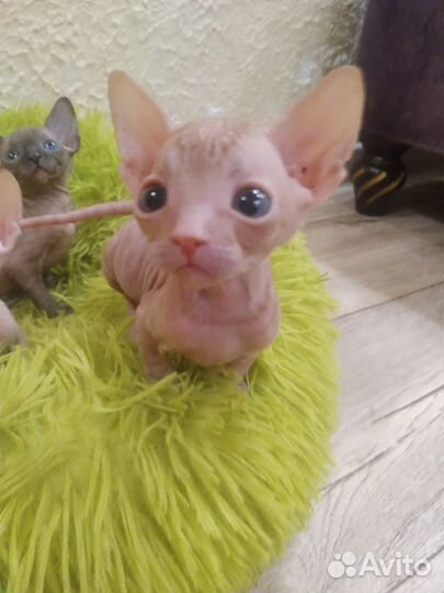 Котята канадский сфинкс