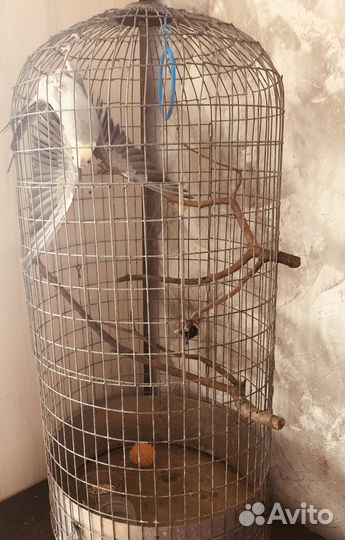 Попугай корелла