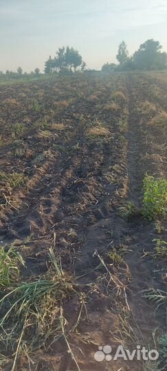 Чеснок деревенский