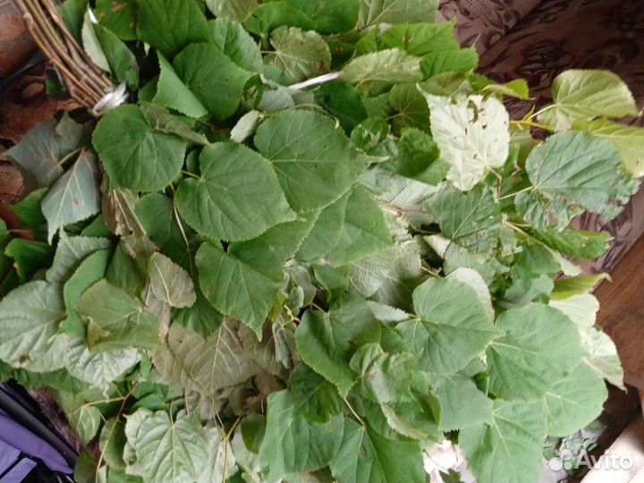 Веники для бани