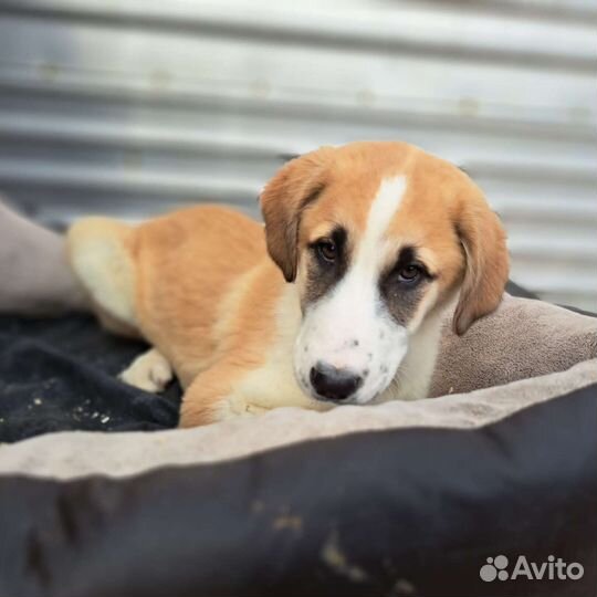 Собаки бесплатно в добрые руки щенки