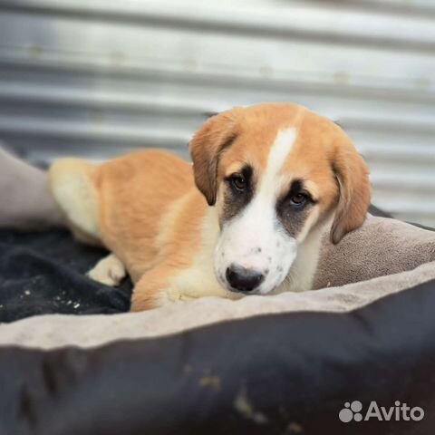 Собаки бесплатно в добрые руки щенки