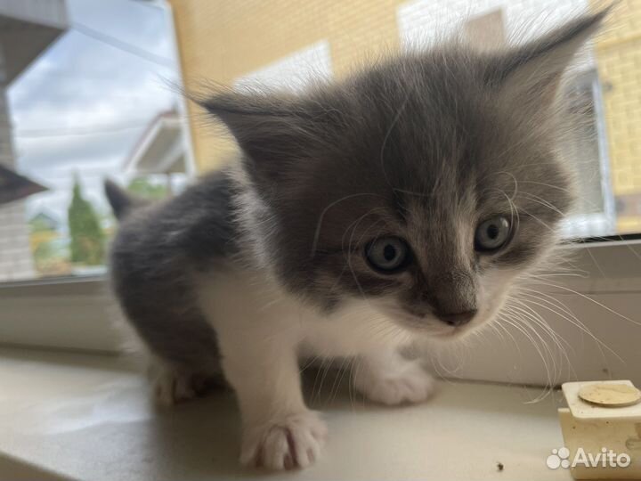 Котята