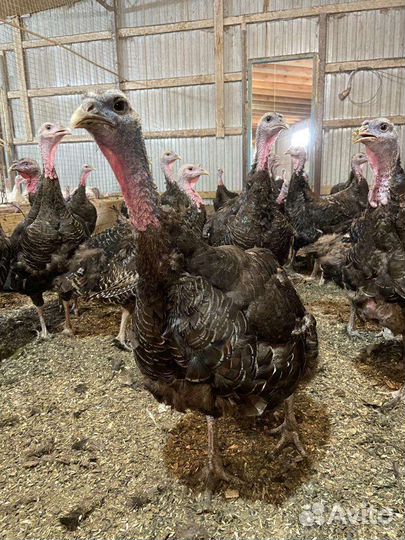 Индюки подрощеные