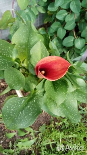 Луковицы каллы маджестик ред