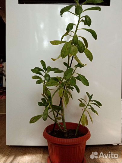 Молочай синадениум (дерево любви)